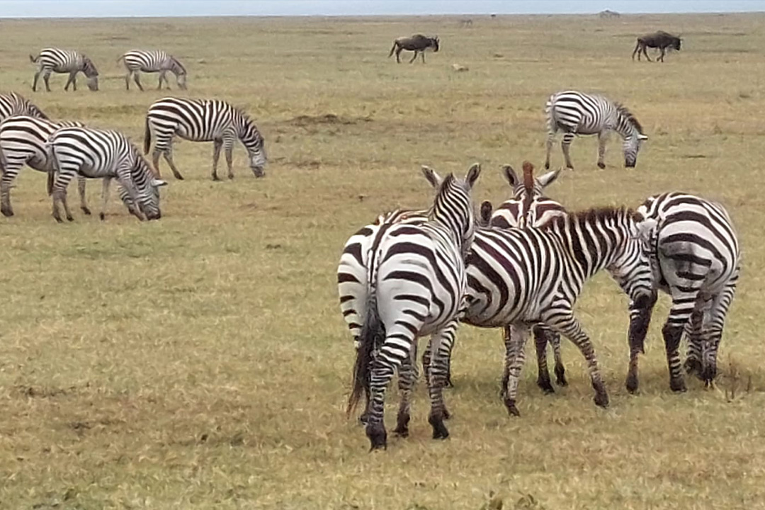 3 Days Tanzania Safari