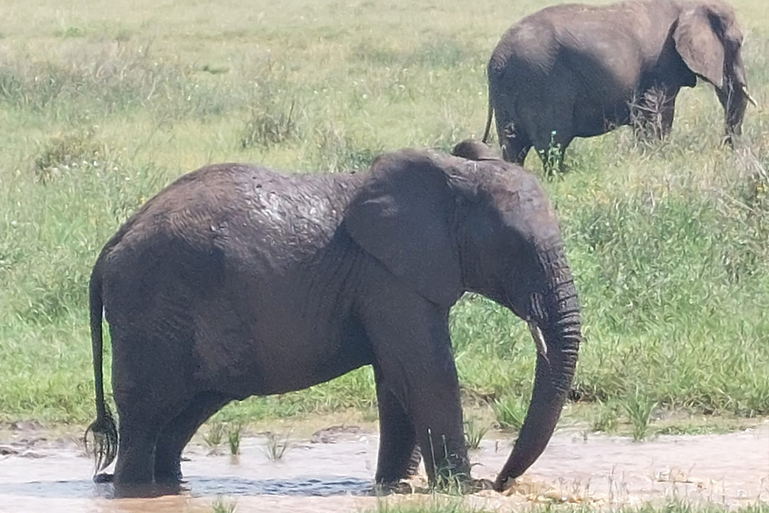 4 Days Tanzania Safari