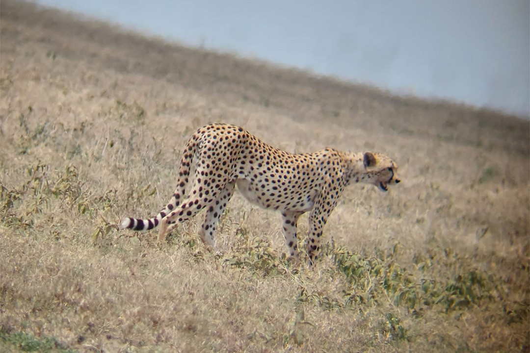 5 Days Tanzania Safari