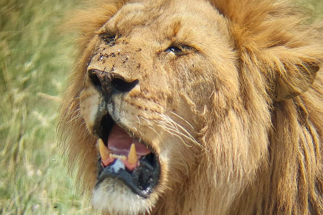 6 Days Tanzania Safari