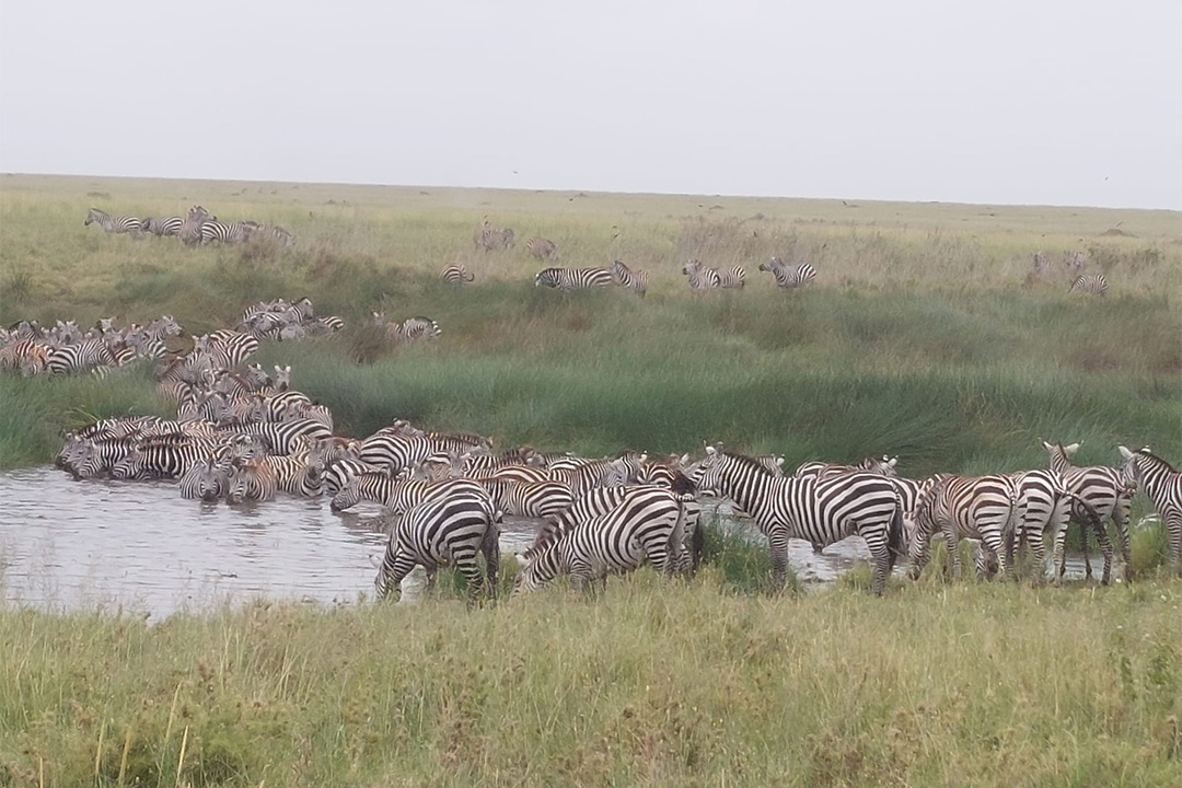 7 Days Tanzania Safari