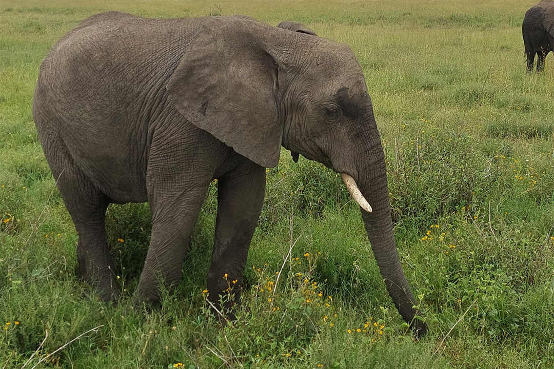 8 Days Tanzania Safari