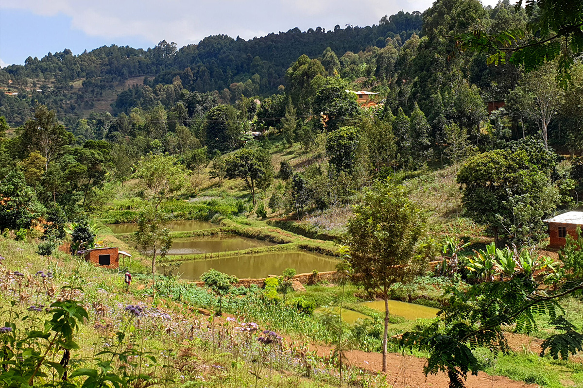 5 Days Usambara Trek