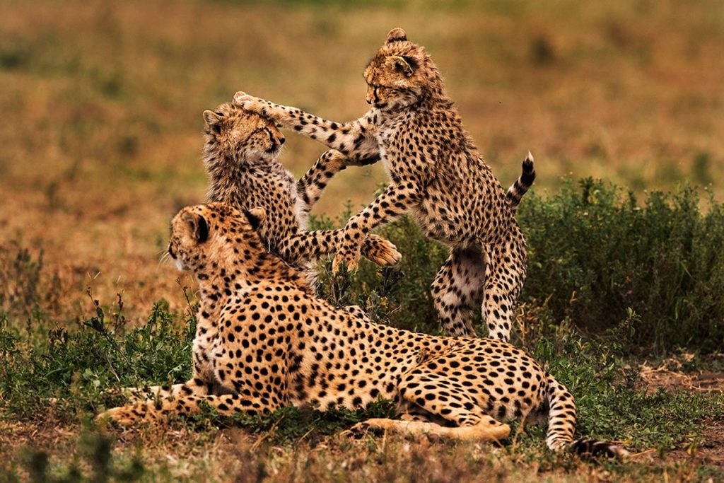 2 days tanzania safari
