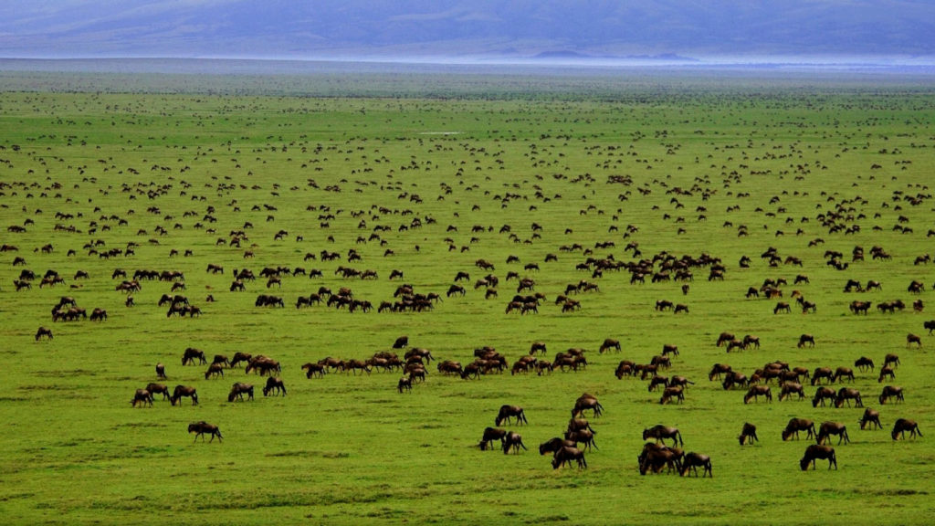 Serengeti wildebeest Migration